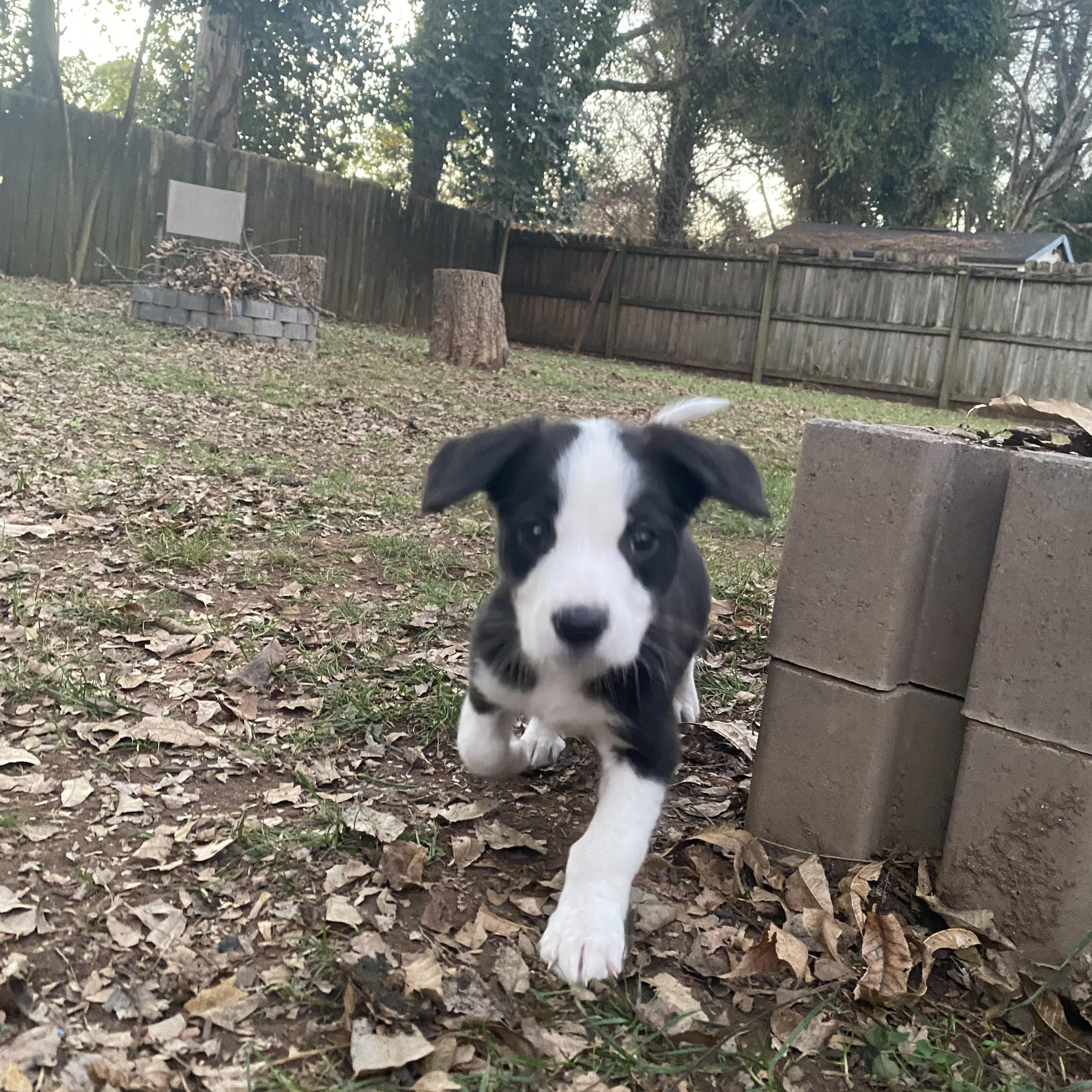 Enlarge Luigi, a Adoptable Mixed Breed in Charlotte, NC image 2/4