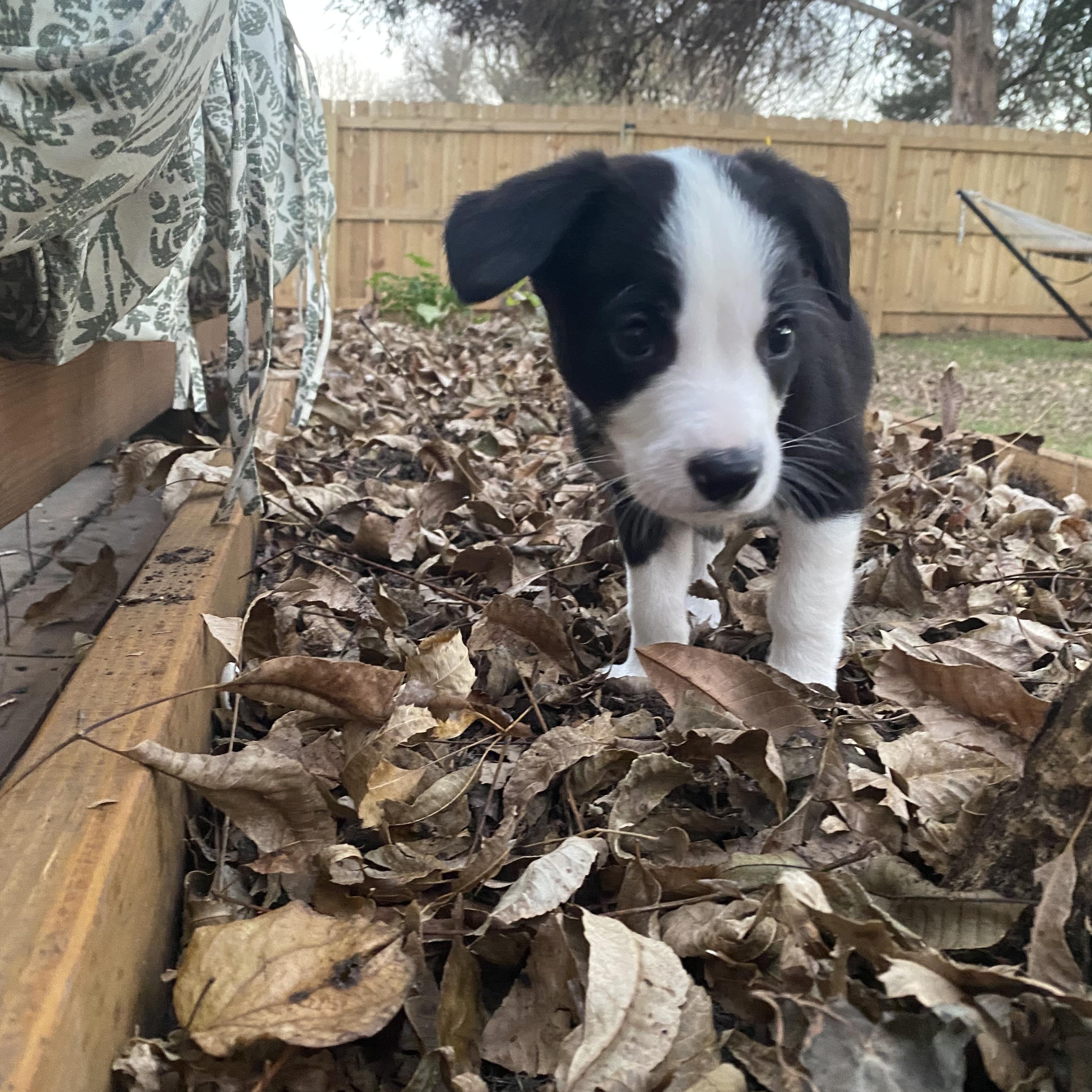Enlarge Luigi, a Adoptable Mixed Breed in Charlotte, NC image 4/4