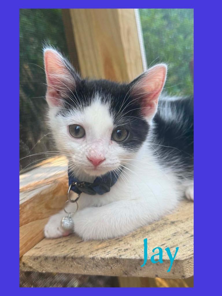 Jay, Adopted, Kitten Male Domestic Short Hair.