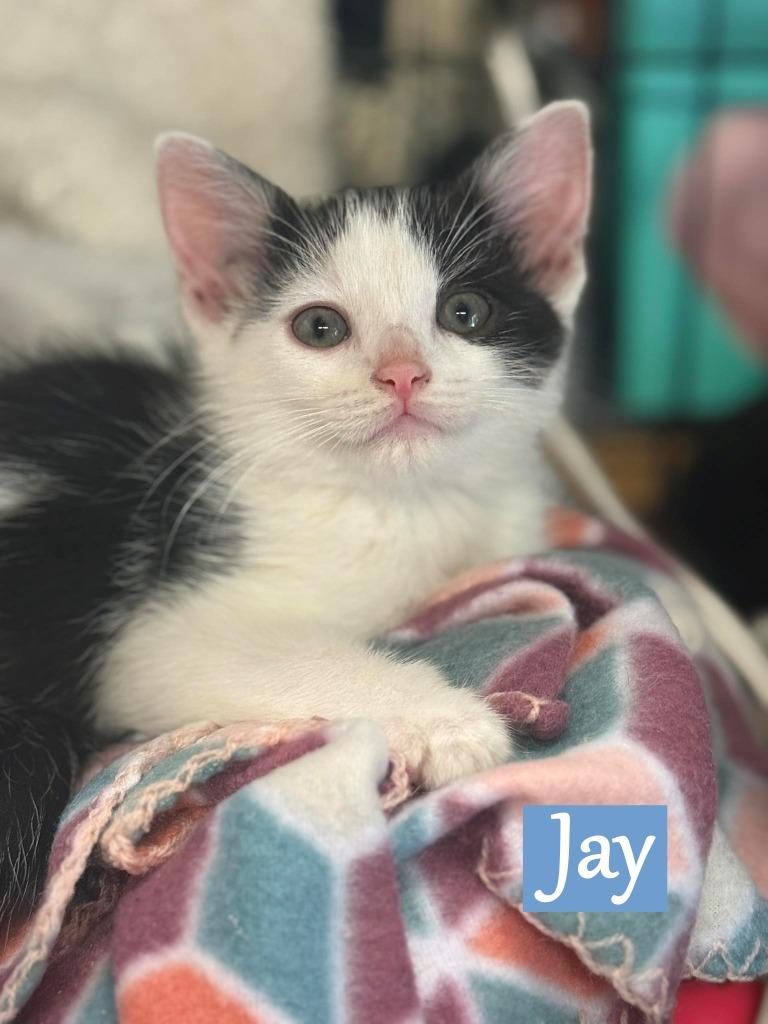 Jay, a Adopted mixed breed in Hoover , AL image 2/6