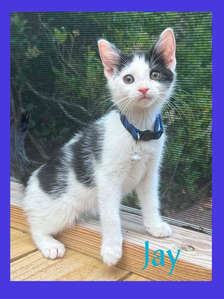 Jay, a Adopted mixed breed in Hoover , AL image 3/6