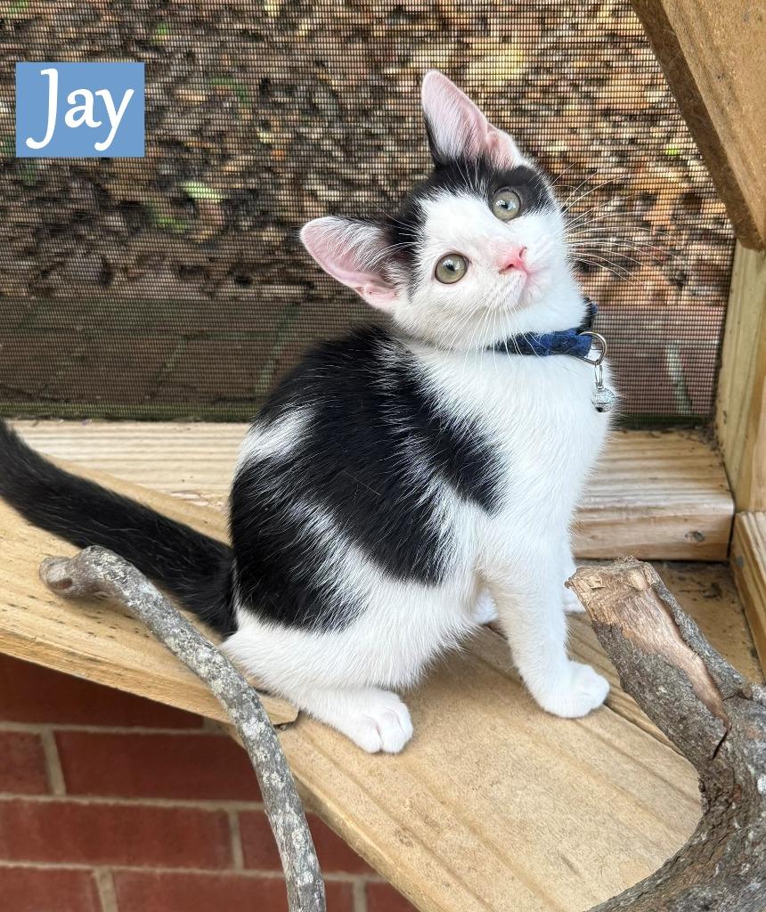 Jay, a Adopted mixed breed in Hoover , AL image 4/6