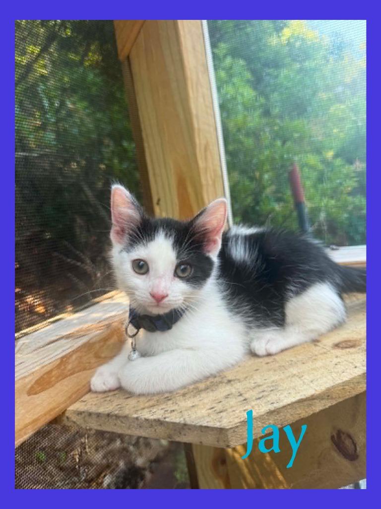 Jay, a Adopted mixed breed in Hoover , AL image 5/6