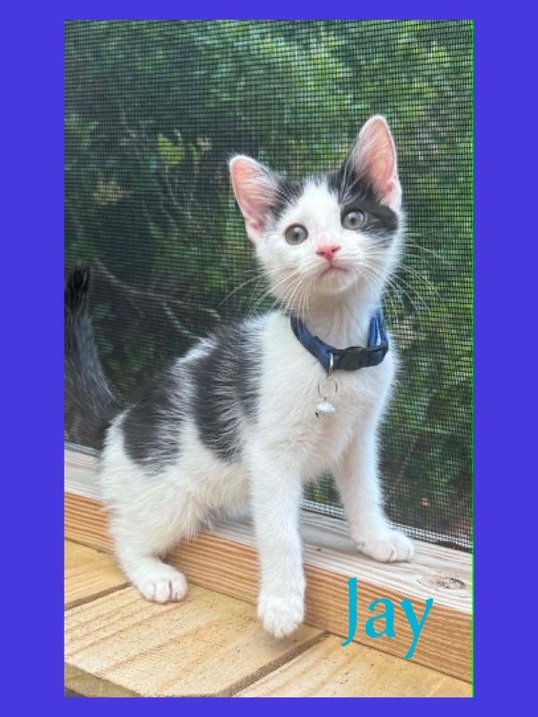 Jay, a Adopted mixed breed in Hoover , AL image 6/6