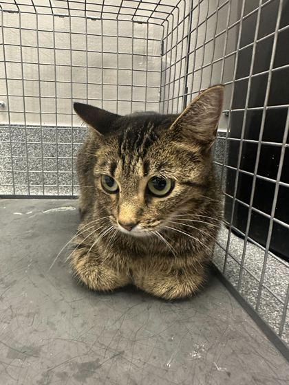 Diamond, Adoptable, Young Female Domestic Short Hair & Domestic Short Hair.