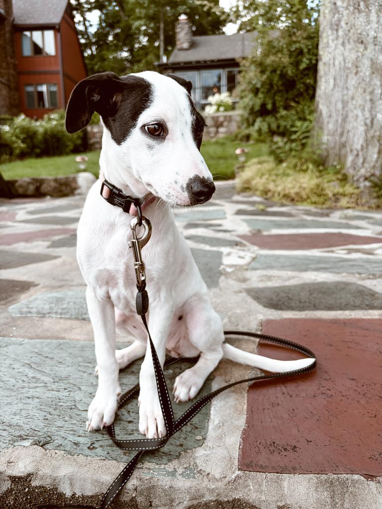 Boba - The Cuddliest Puppy Ever, adopted, Puppy Female Beagle & Canaan Dog.