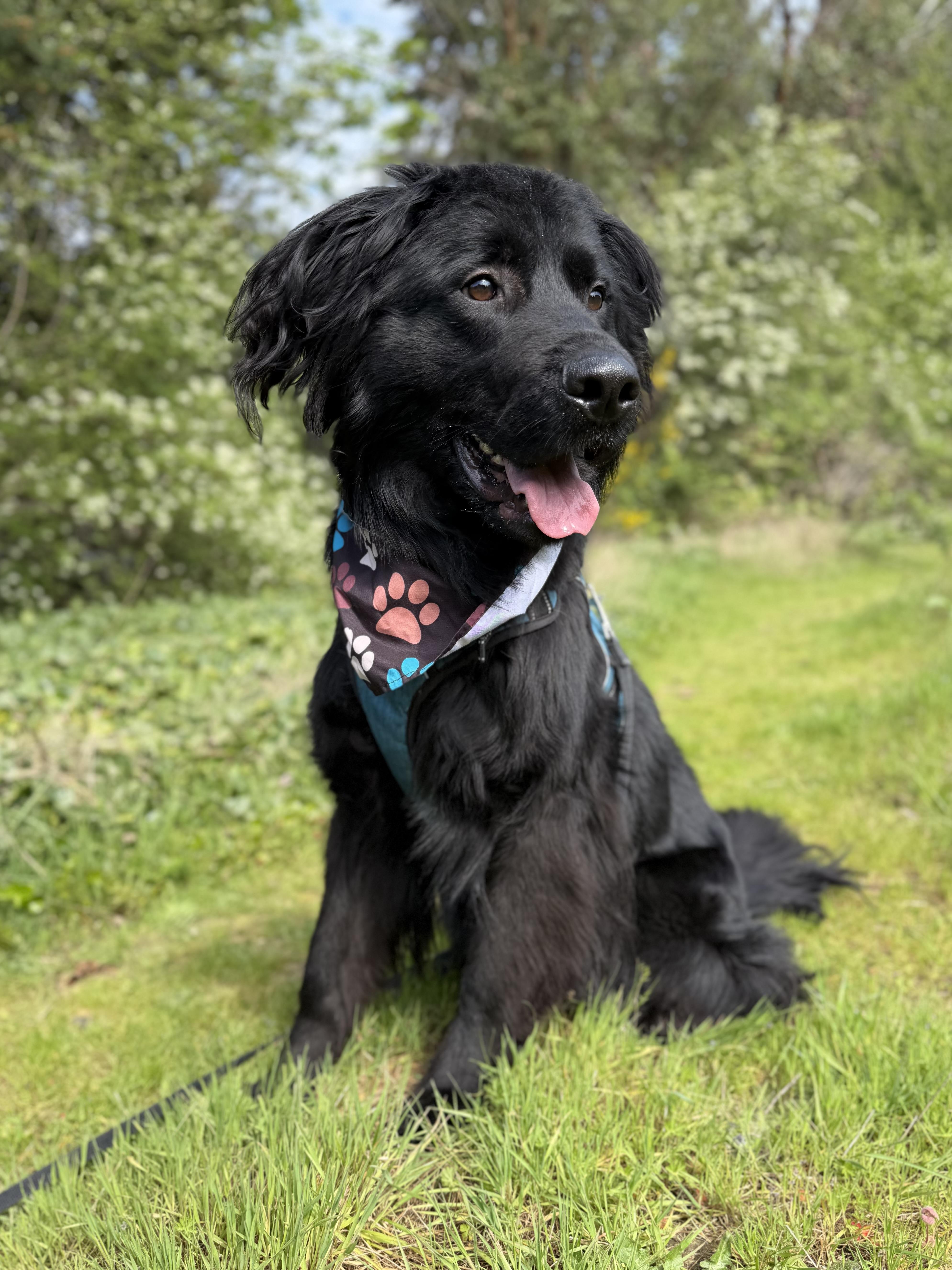 Enlarge Koda, a Adoptable mixed breed in lynnwood , WA image 3/6