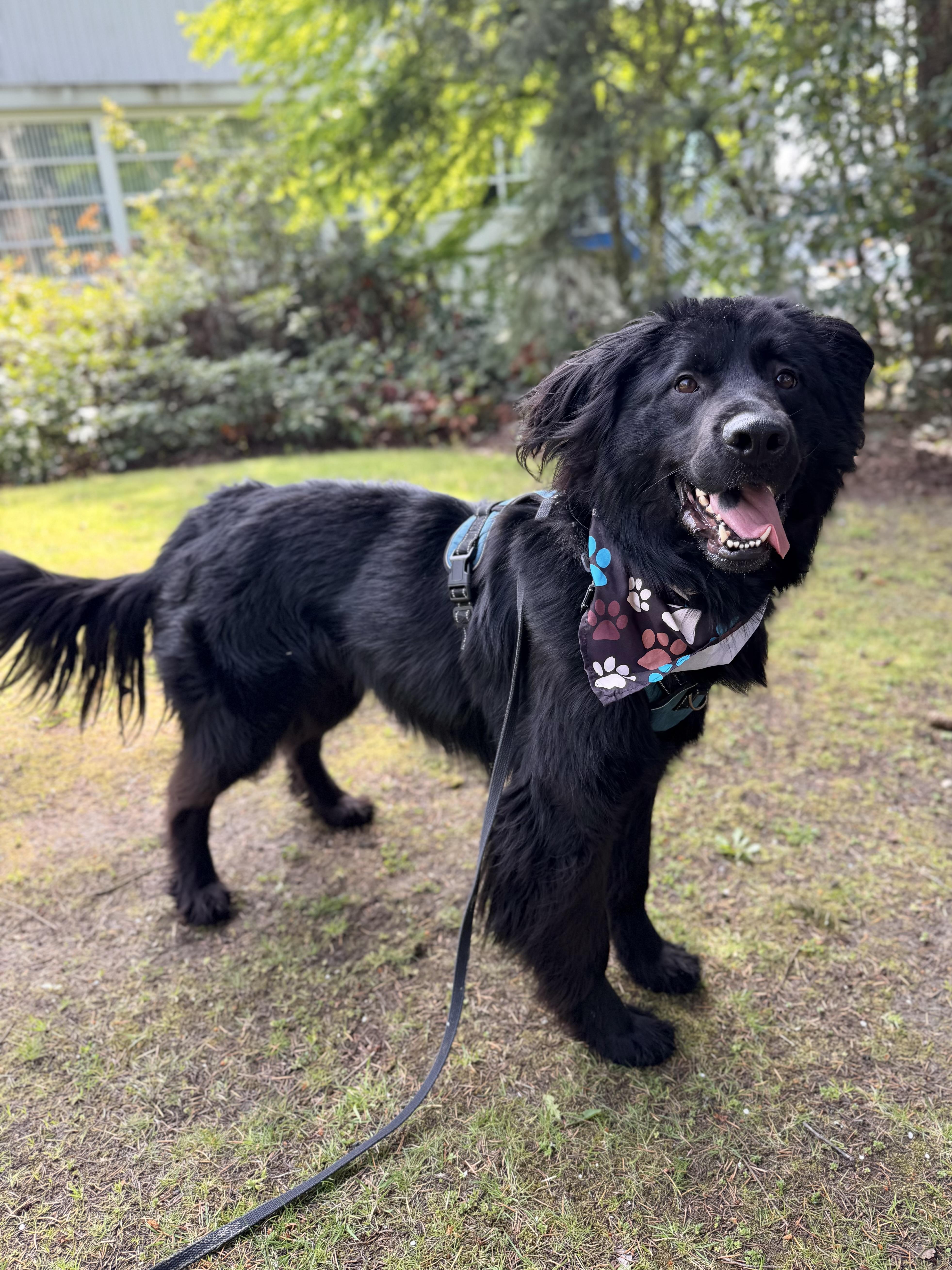 Enlarge Koda, a Adoptable mixed breed in lynnwood , WA image 6/6