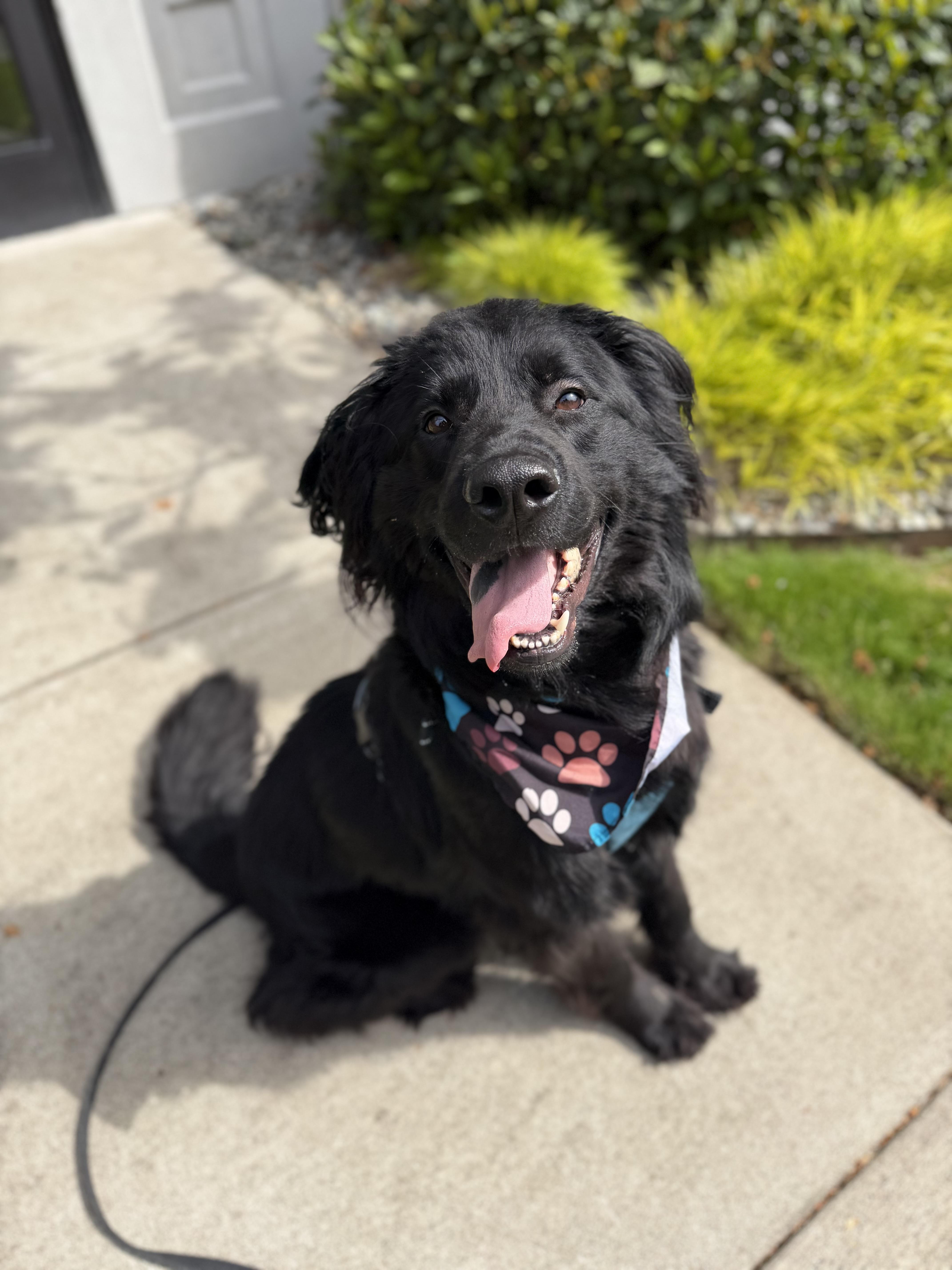Enlarge Koda, a Adoptable mixed breed in lynnwood , WA image 2/6