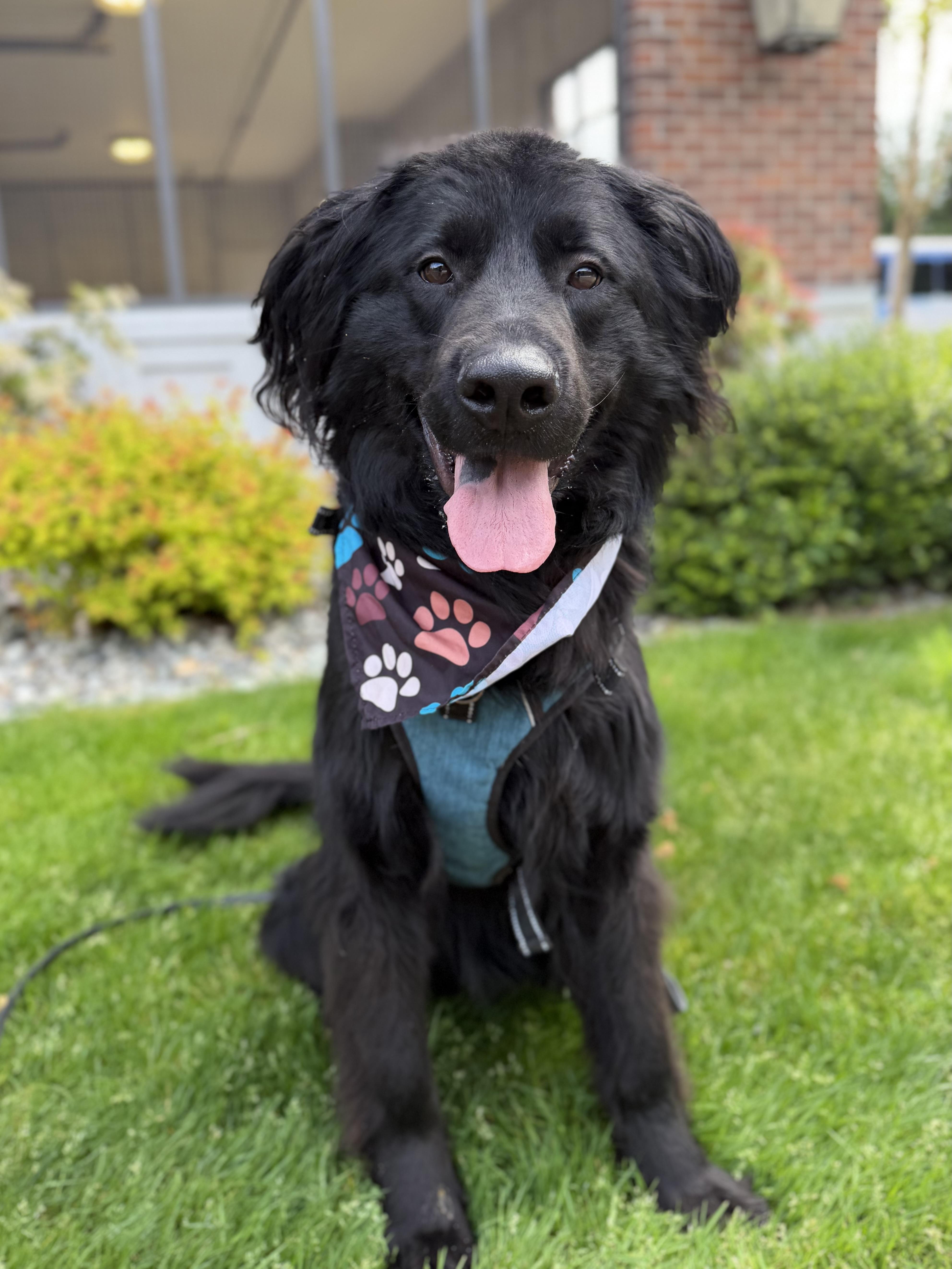 Enlarge Koda, a Adoptable mixed breed in lynnwood , WA image 5/6
