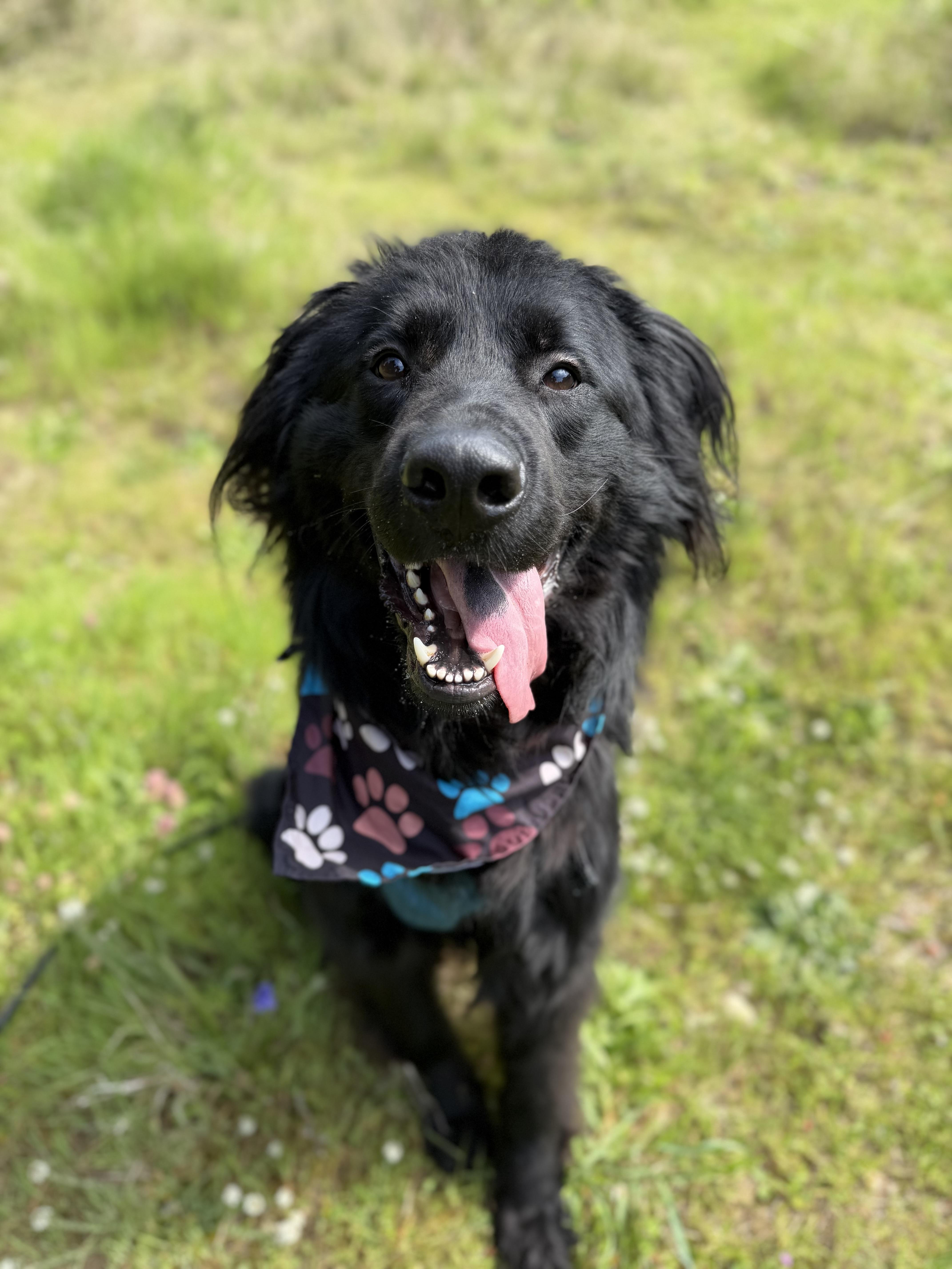 Enlarge Koda, a Adoptable mixed breed in lynnwood , WA image 4/6