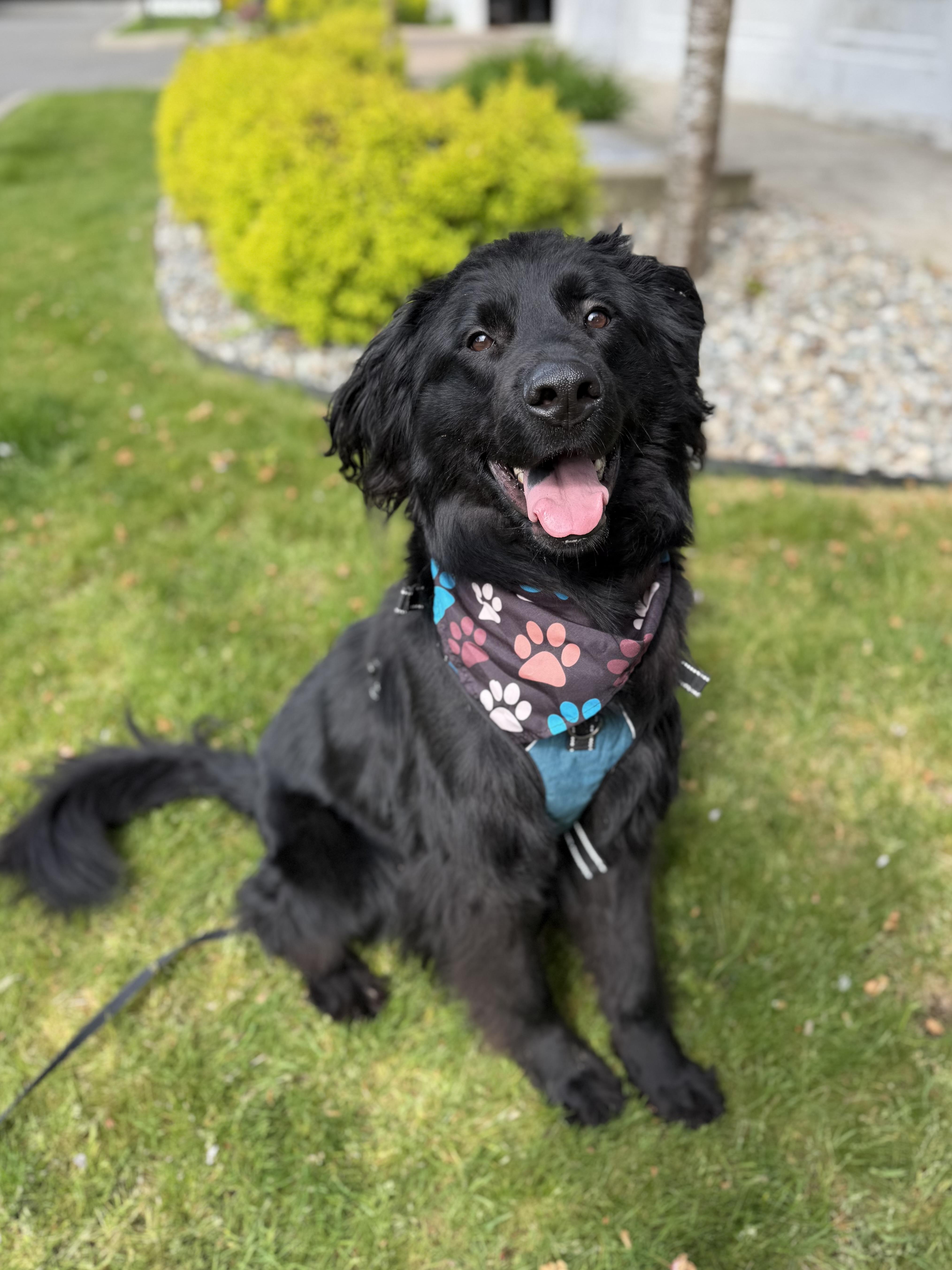 Koda, Adoptable, Adult Male Retriever & Newfoundland Dog.
