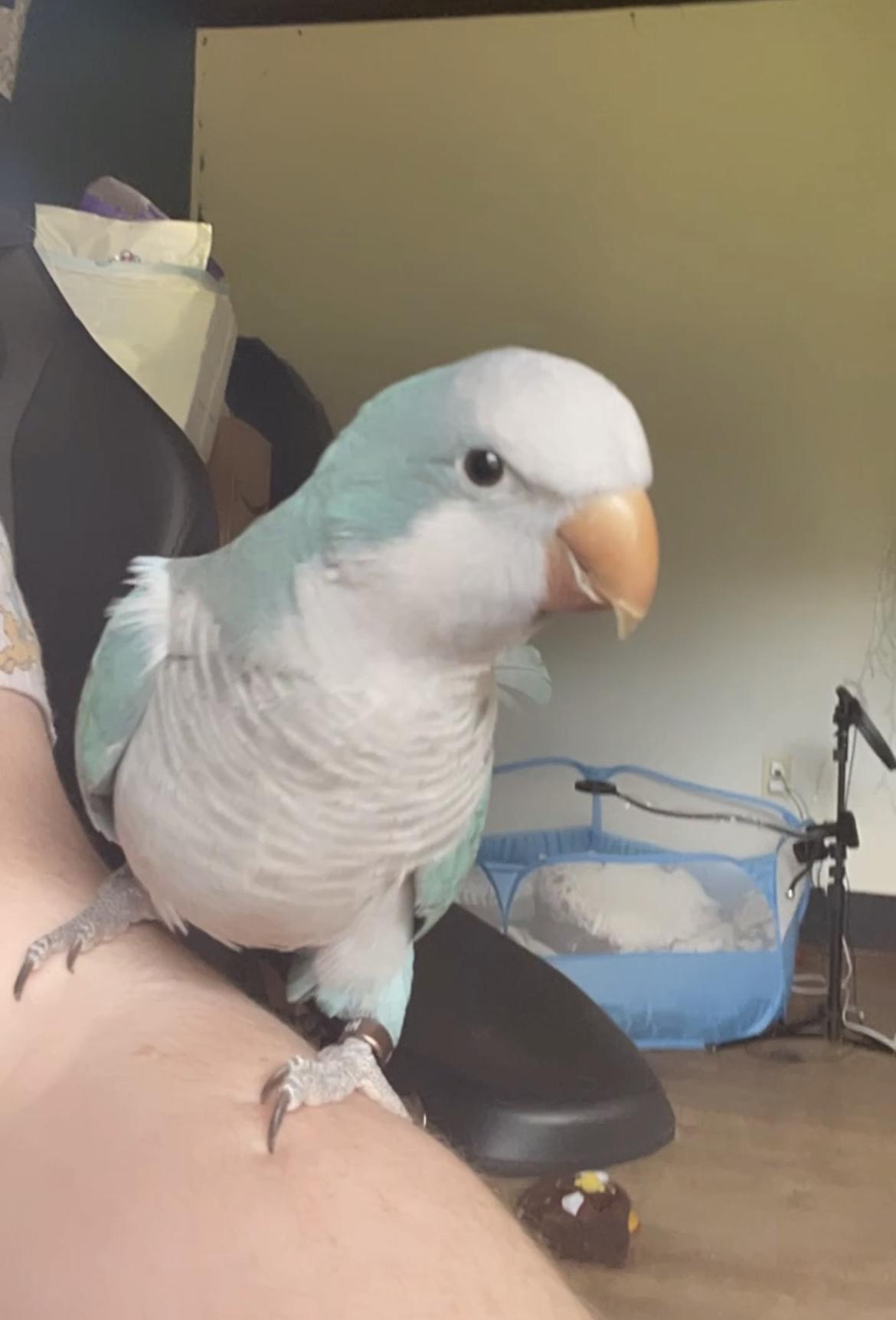 MACADAMIA & ARCHIMEDES, Adoptable, Adult Female Conure.