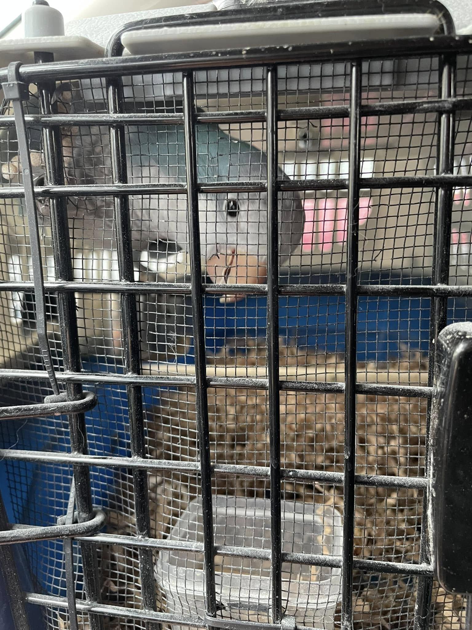 Enlarge MACADAMIA & ARCHIMEDES, a Adoptable Conure in Sanford, NC image 4/6