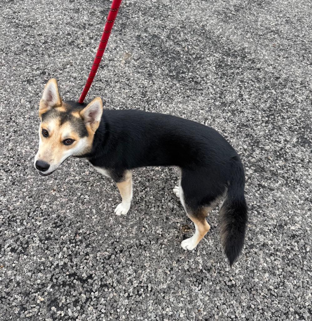 Holly, Adoptable, Young Female Shepherd & Husky.