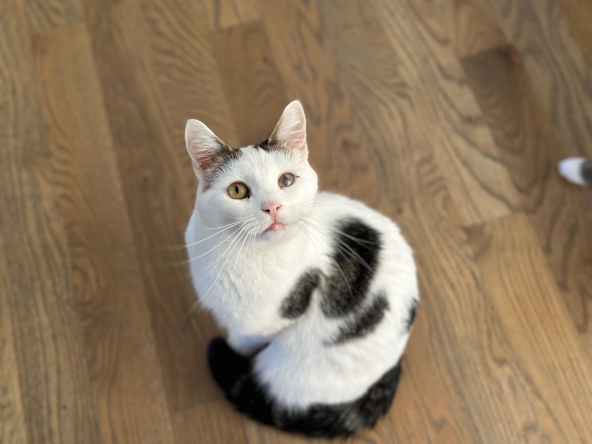 Cece, Adoptable, Adult Female Domestic Short Hair.