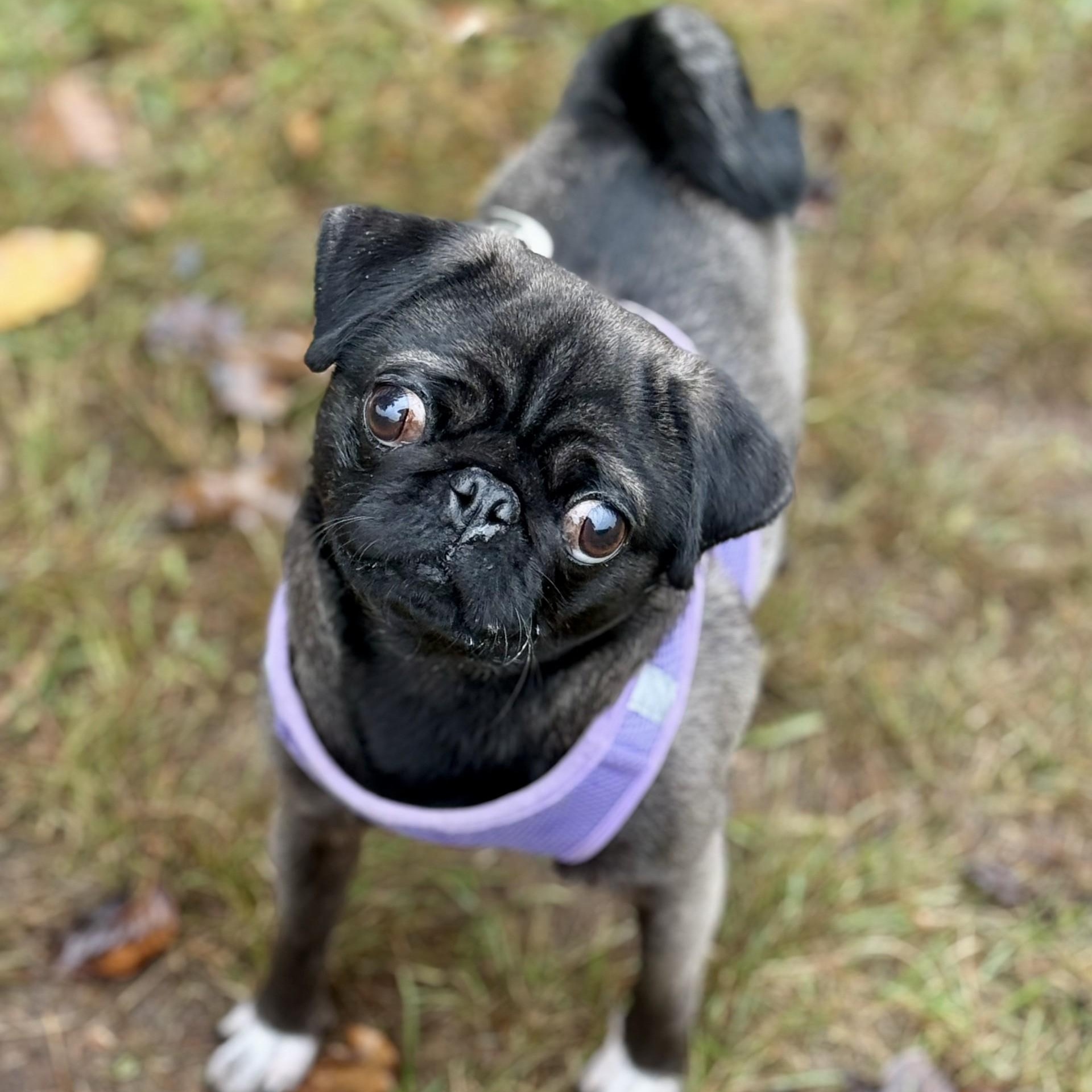 Maggie Milton (CONC-A-9018)