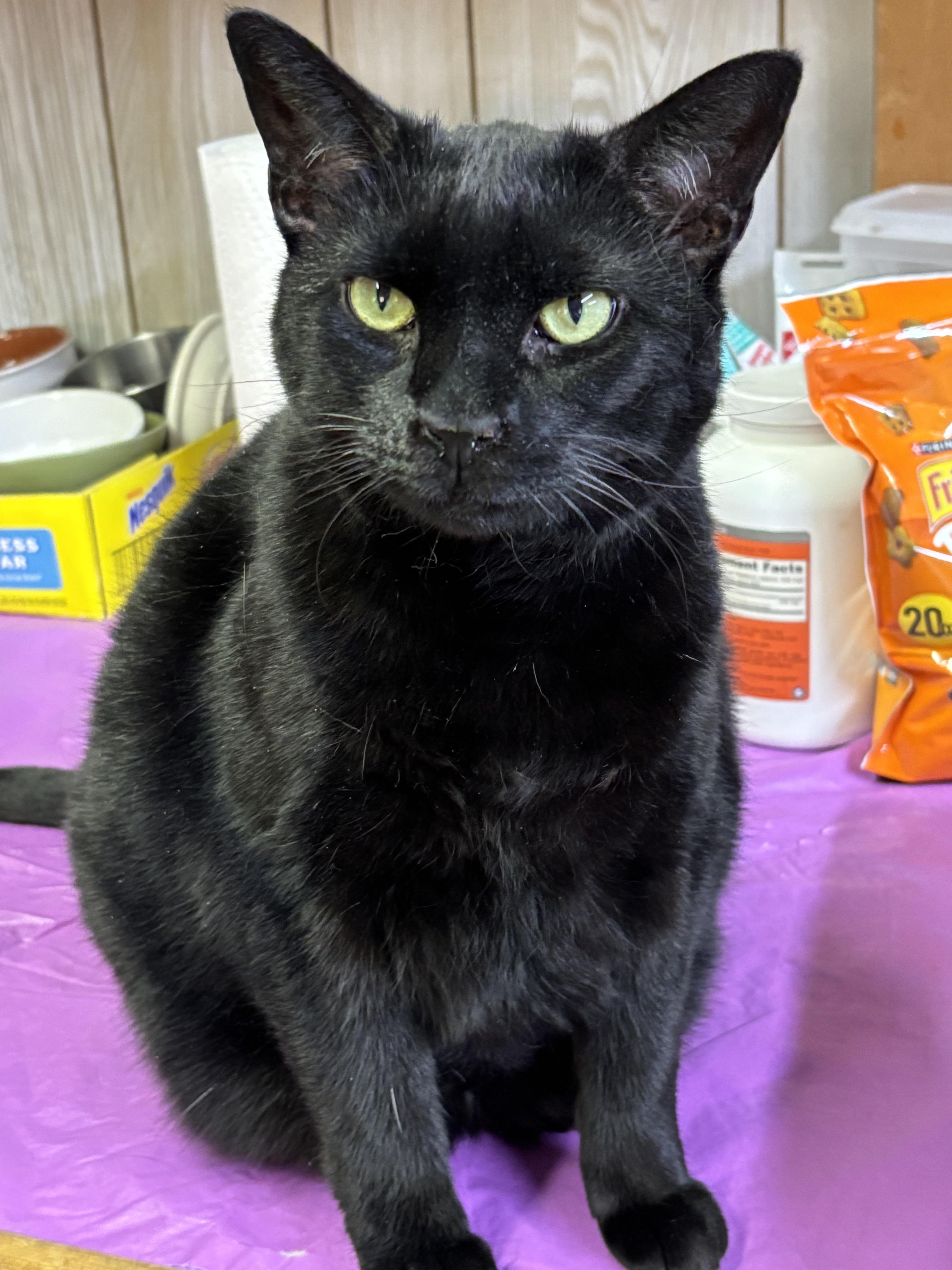 Bessie, Adoptable, Adult Female Domestic Short Hair.