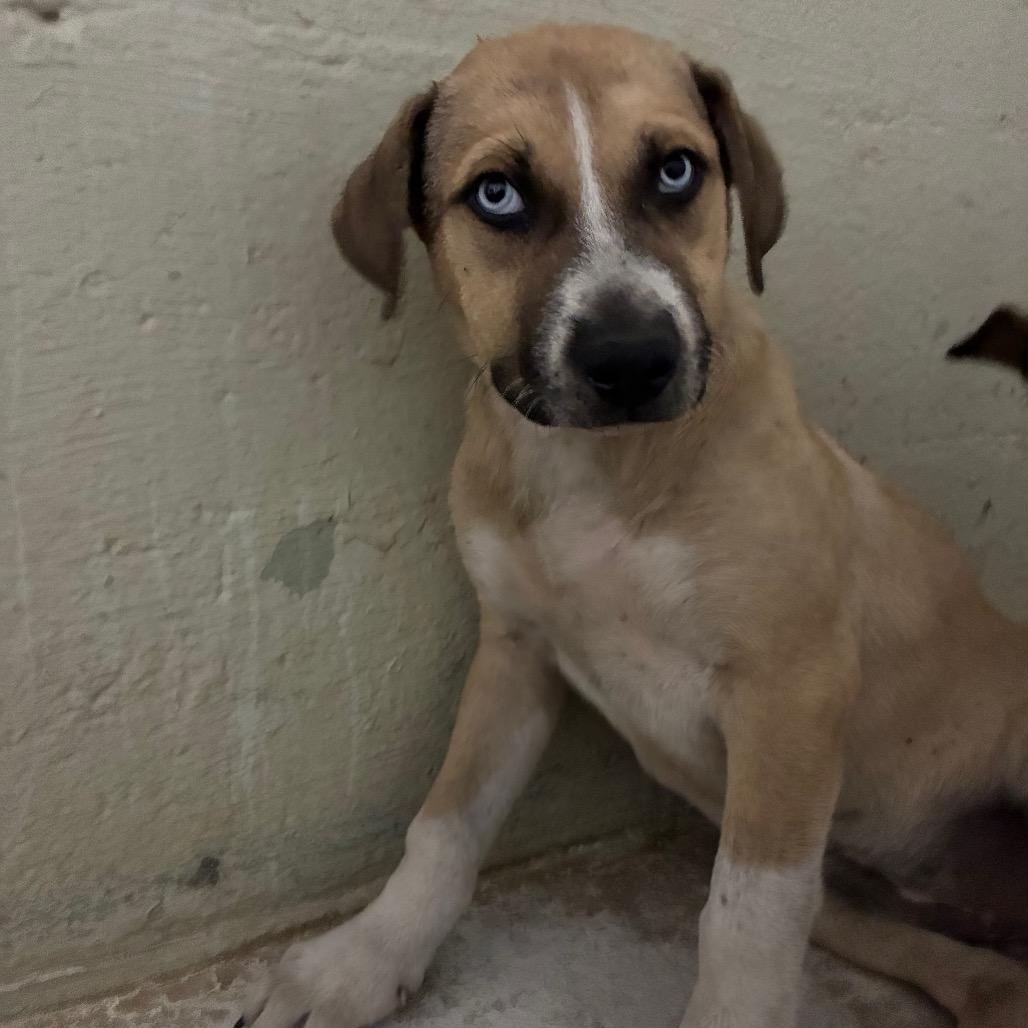 Bumble, Adoptable, Puppy Female Husky & Mixed Breed.
