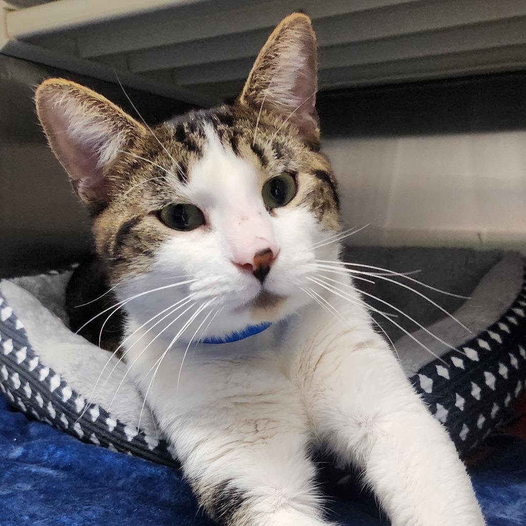 Magnus, Adoptable, Adult Male Domestic Short Hair.