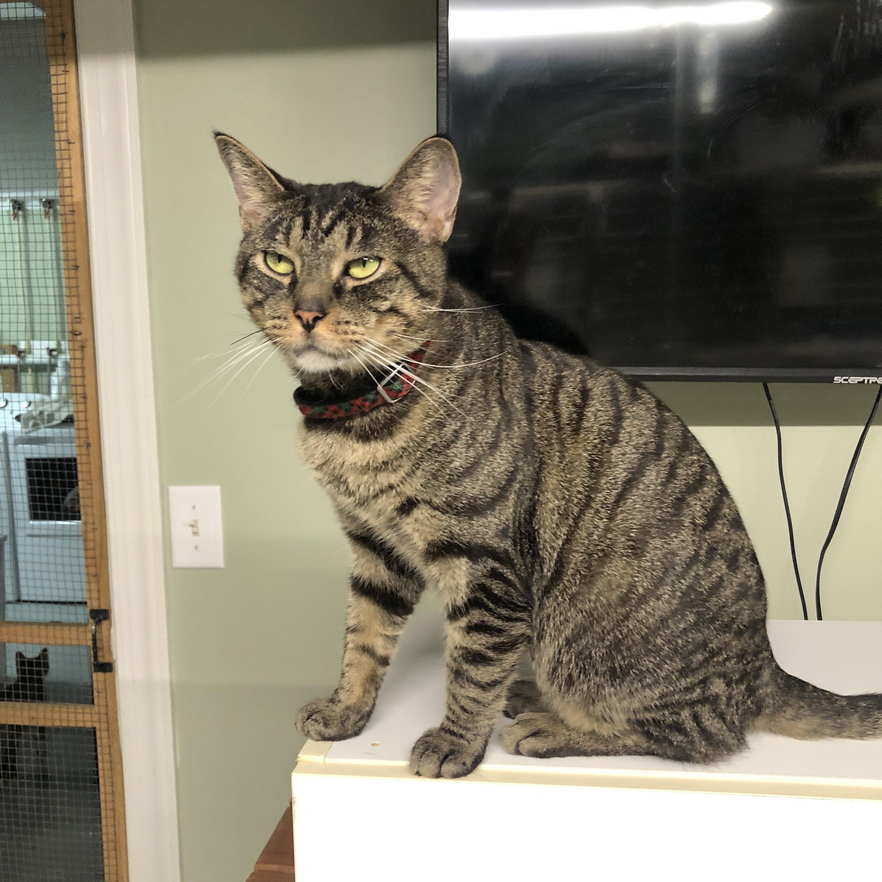Enlarge Chowder, a Adoptable Domestic Short Hair in North East, MD image 1/2