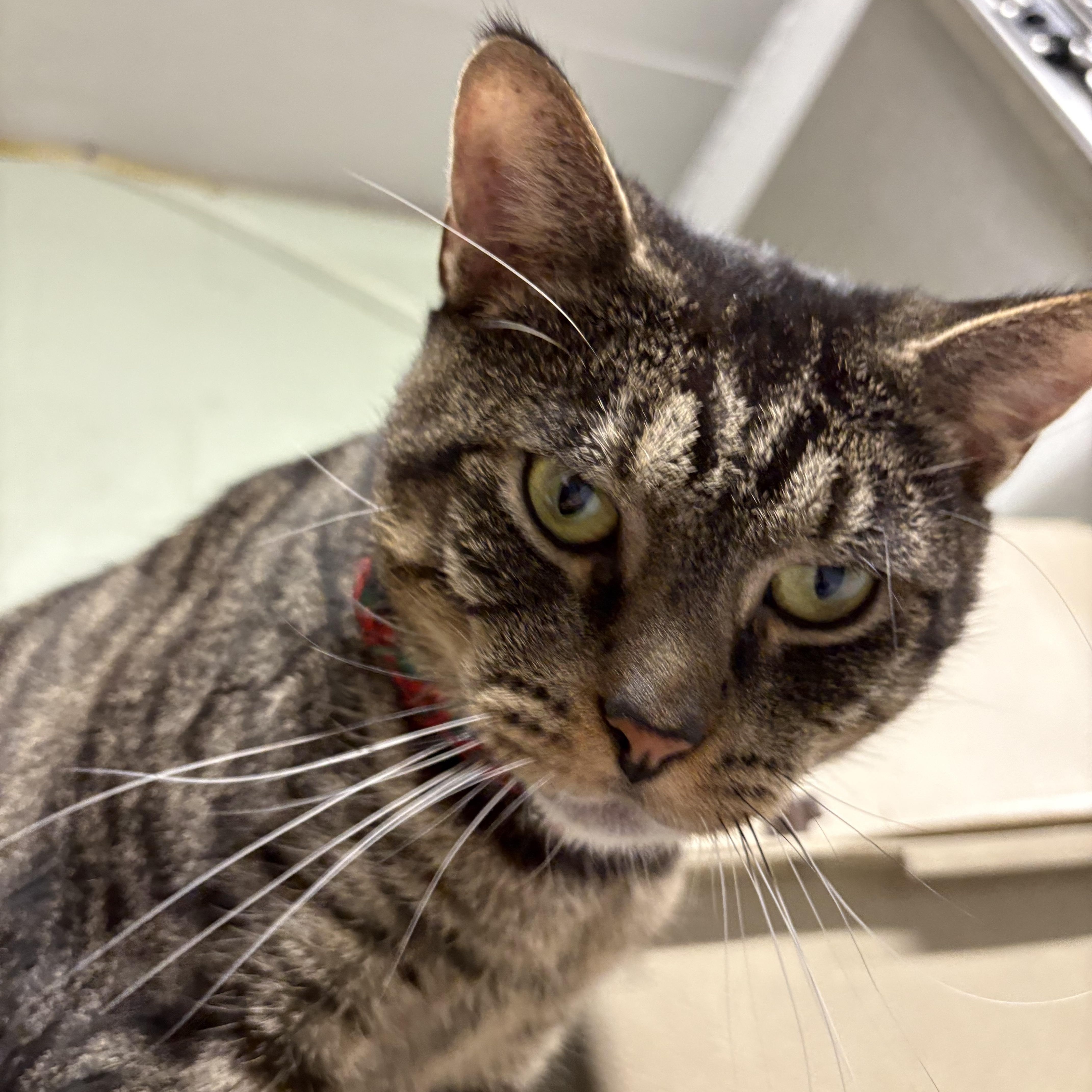 Chowder, Adoptable, Adult Male Domestic Short Hair.