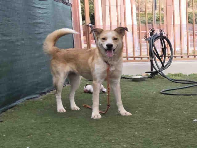 Enlarge TEAGAN, a Adoptable Shepherd in Carlsbad, CA image 1/1