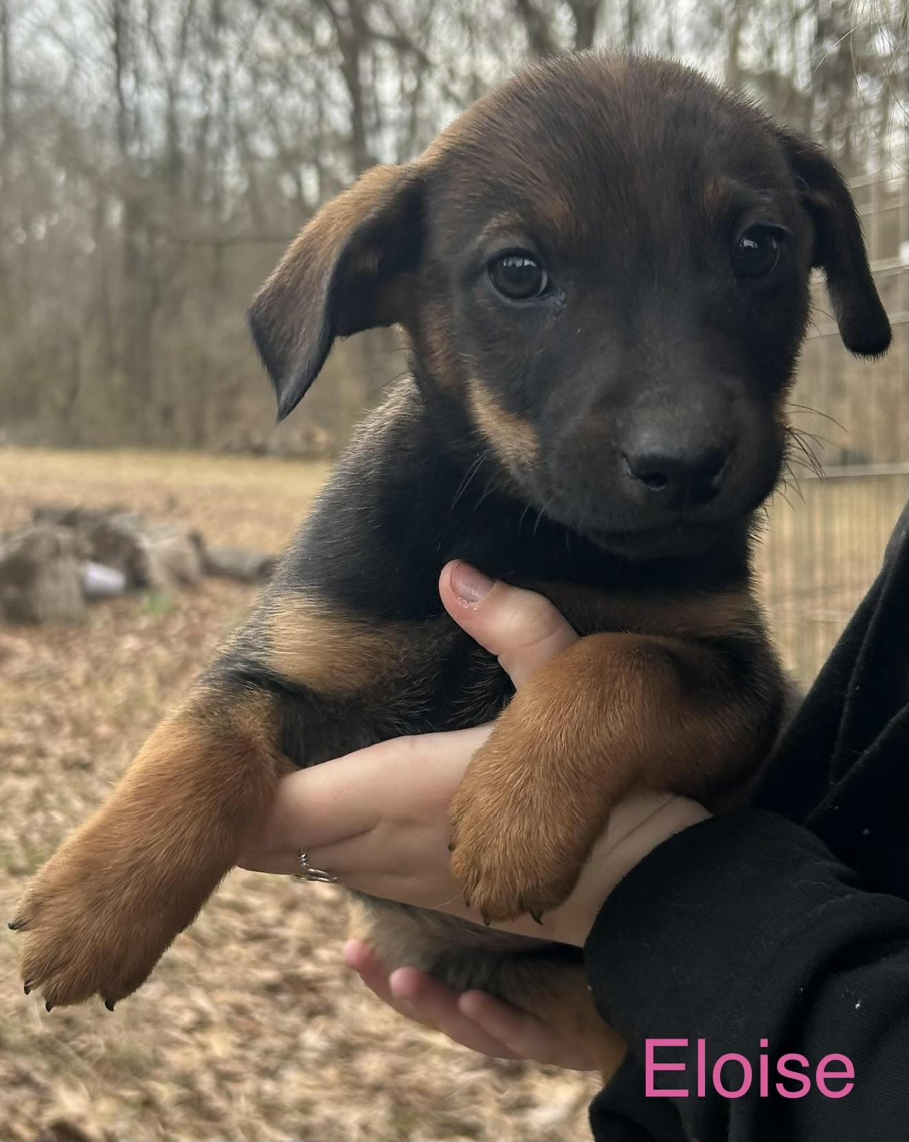 Enlarge Eloise, a ADOPTABLE mixed breed in Water Valley, MS image 1/1