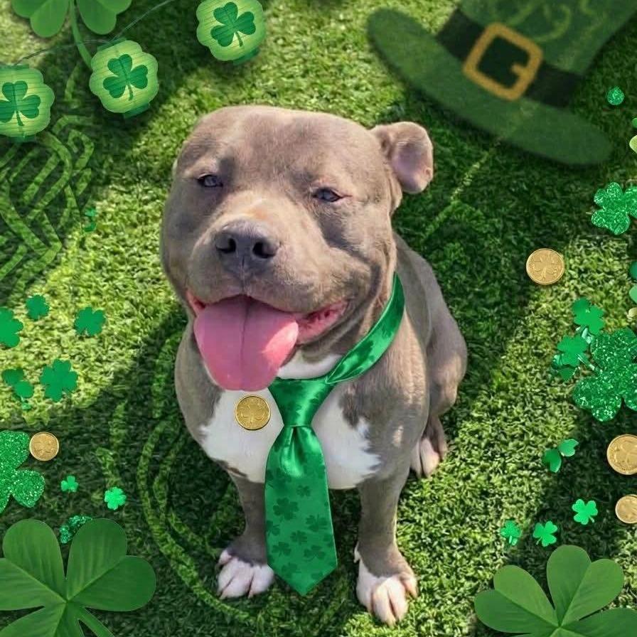 Elmo, Adoptable, Adult Male Pit Bull Terrier.