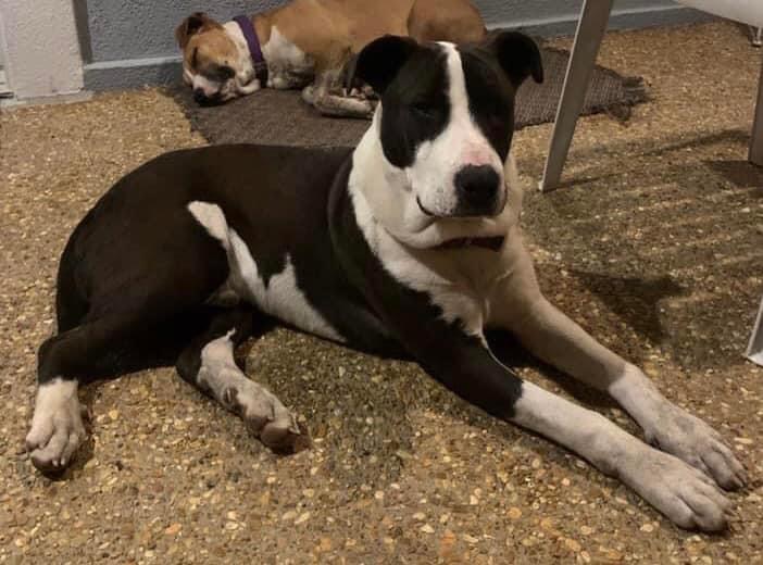 Hank, Adult Male Mixed Breed