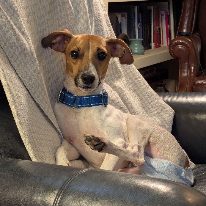 Enlarge Benjamin, a Adoptable mixed breed in Blue Springs, MO image 3/5