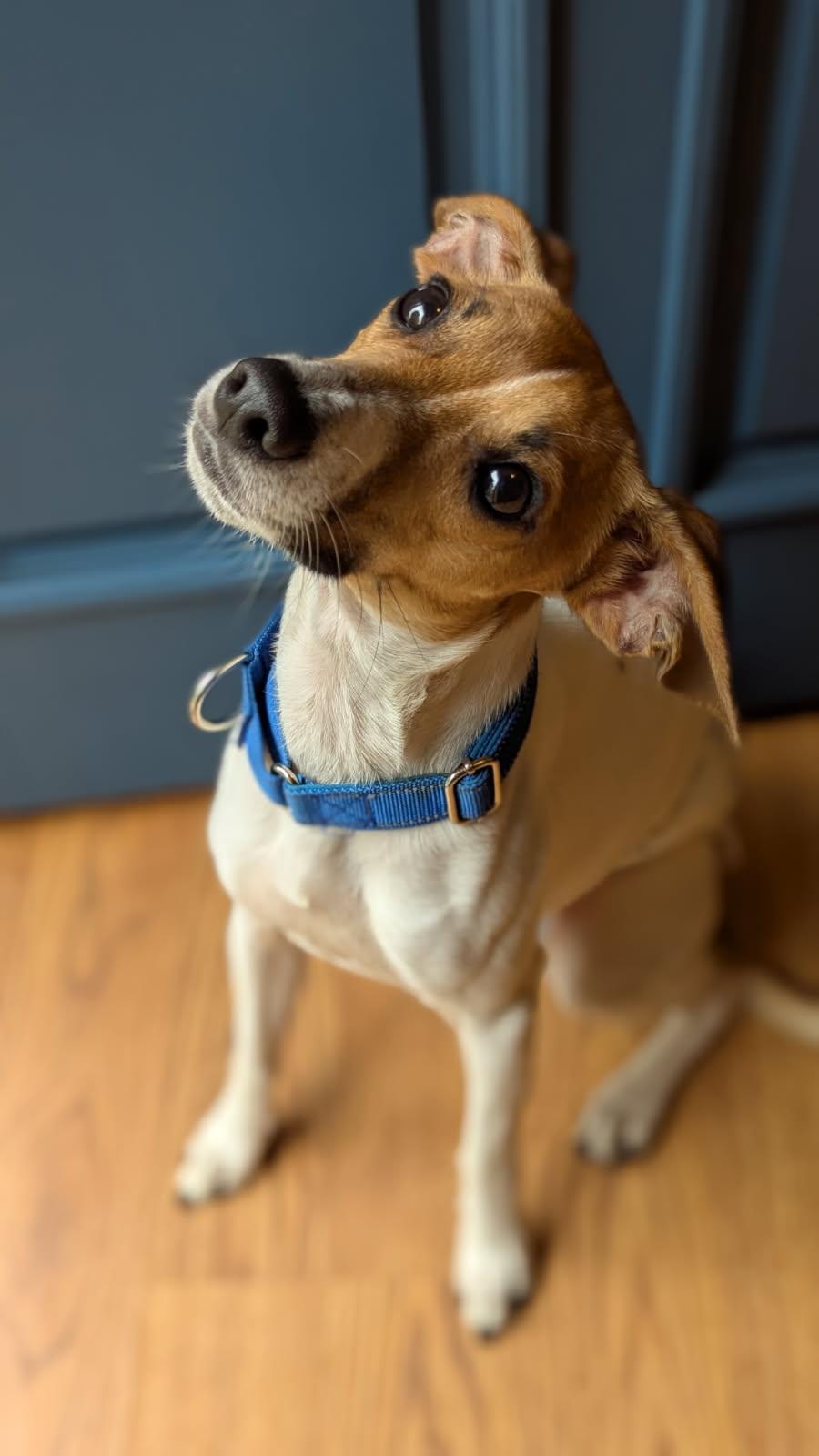 Enlarge Benjamin, a Adoptable mixed breed in Blue Springs, MO image 4/5