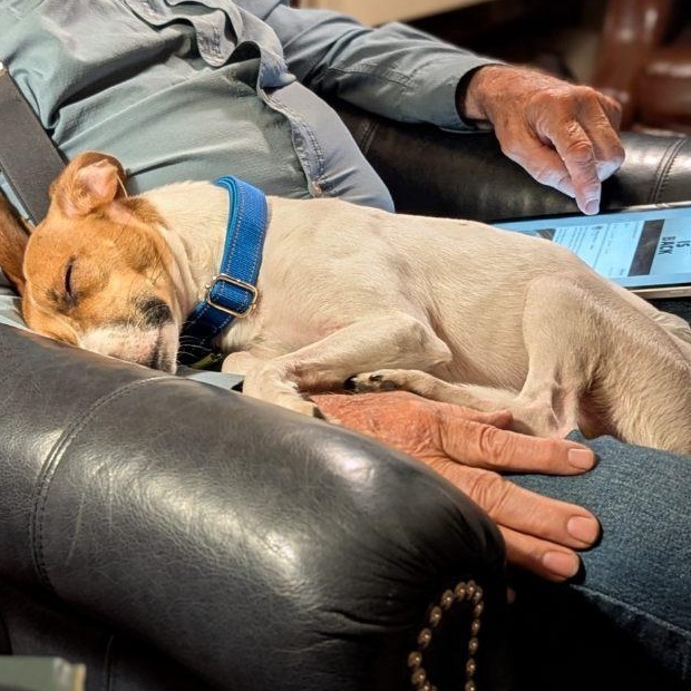 Enlarge Benjamin, a Adoptable mixed breed in Blue Springs, MO image 5/5