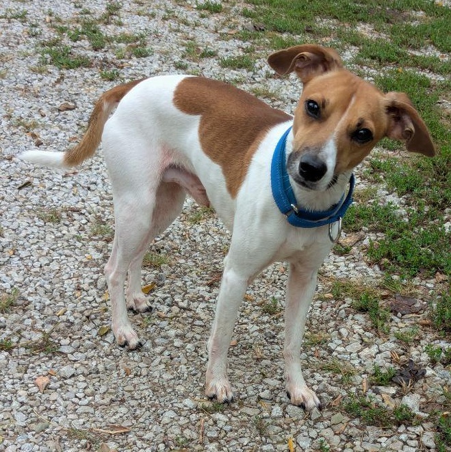 Benjamin, Adoptable, Young Male Beagle.