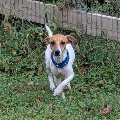 Enlarge Benjamin, a Adoptable mixed breed in Blue Springs, MO image 2/5