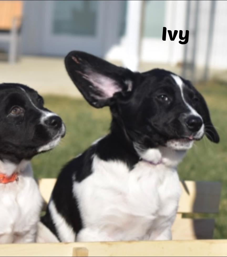 Enlarge Ivy, a Adoptable mixed breed in Seymour, IN image 1/6