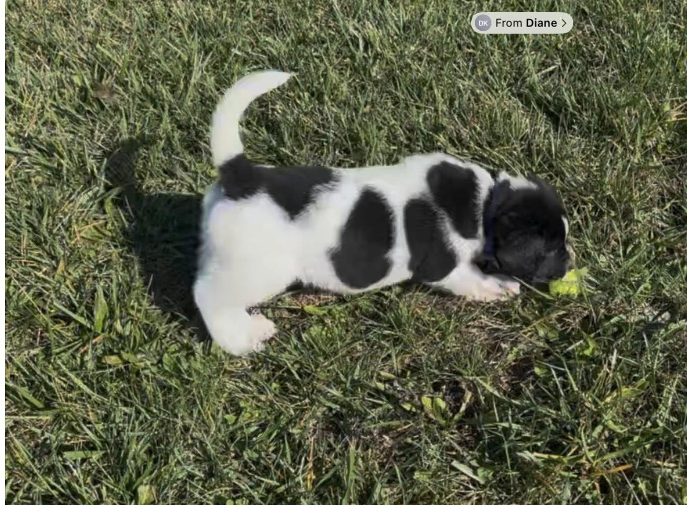 Ivy, Adoptable, Puppy Female Border Collie & Labrador Retriever.