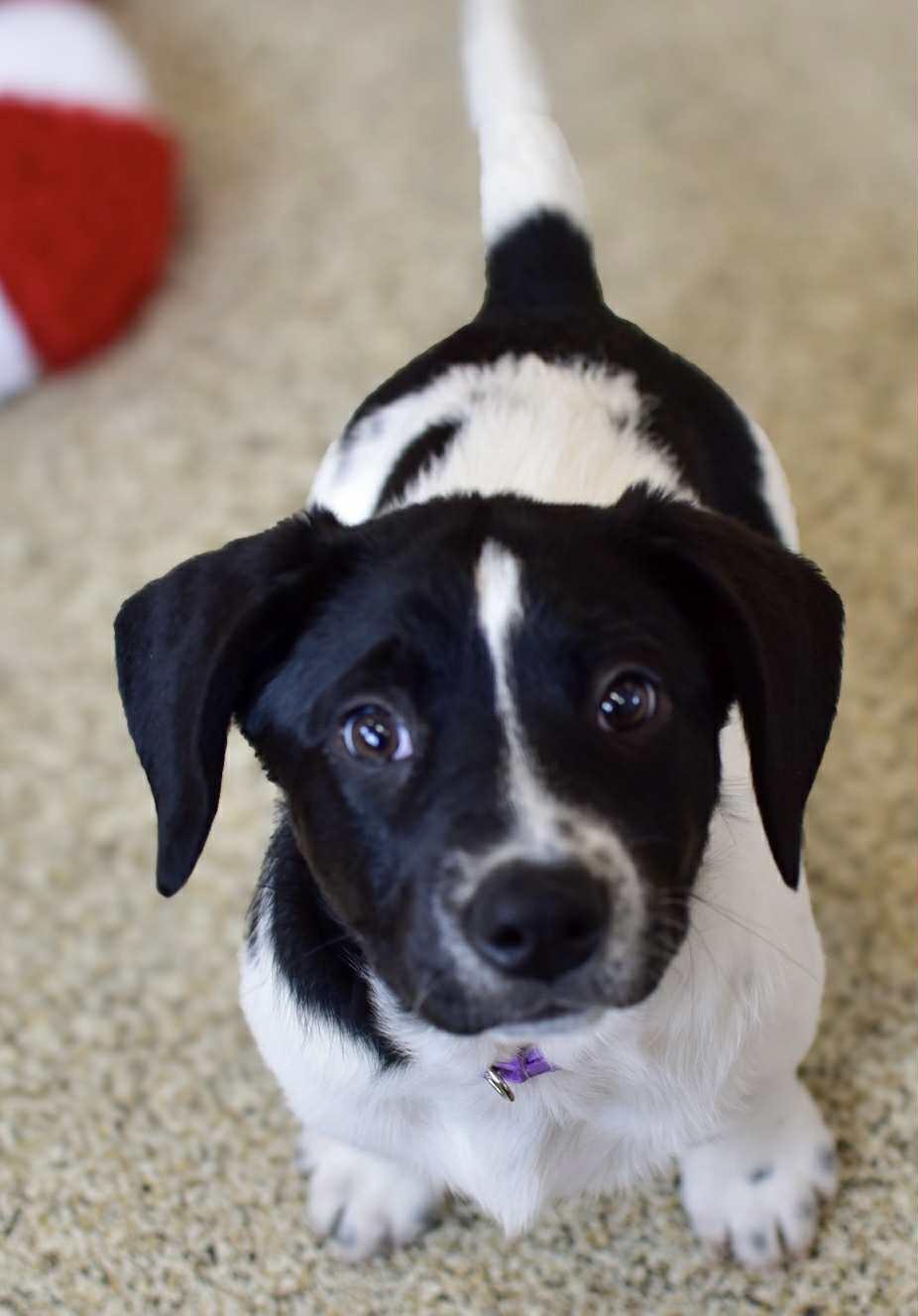 Enlarge Ivy, a Adoptable mixed breed in Seymour, IN image 3/6