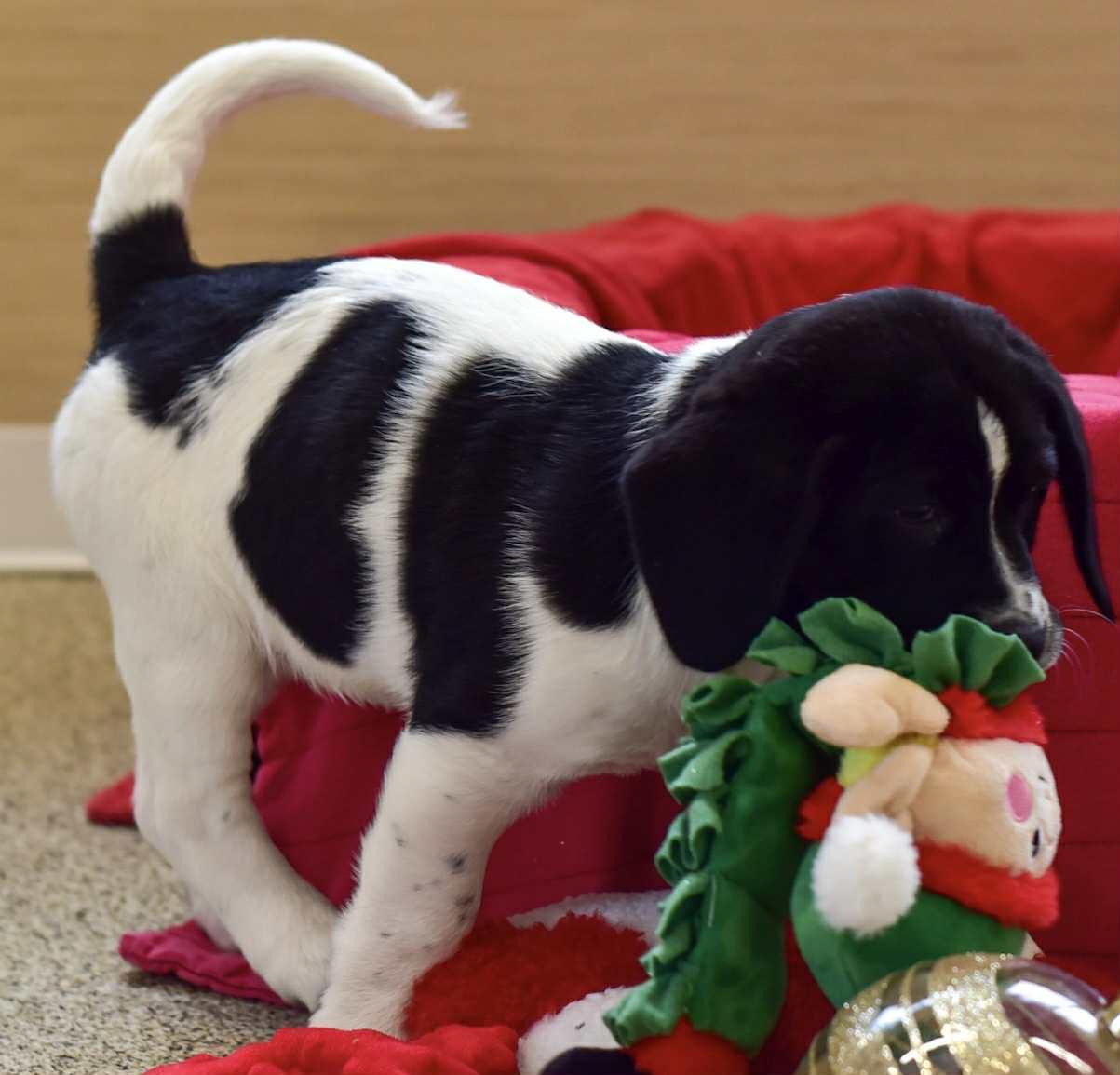 Enlarge Ivy, a Adoptable mixed breed in Seymour, IN image 4/6