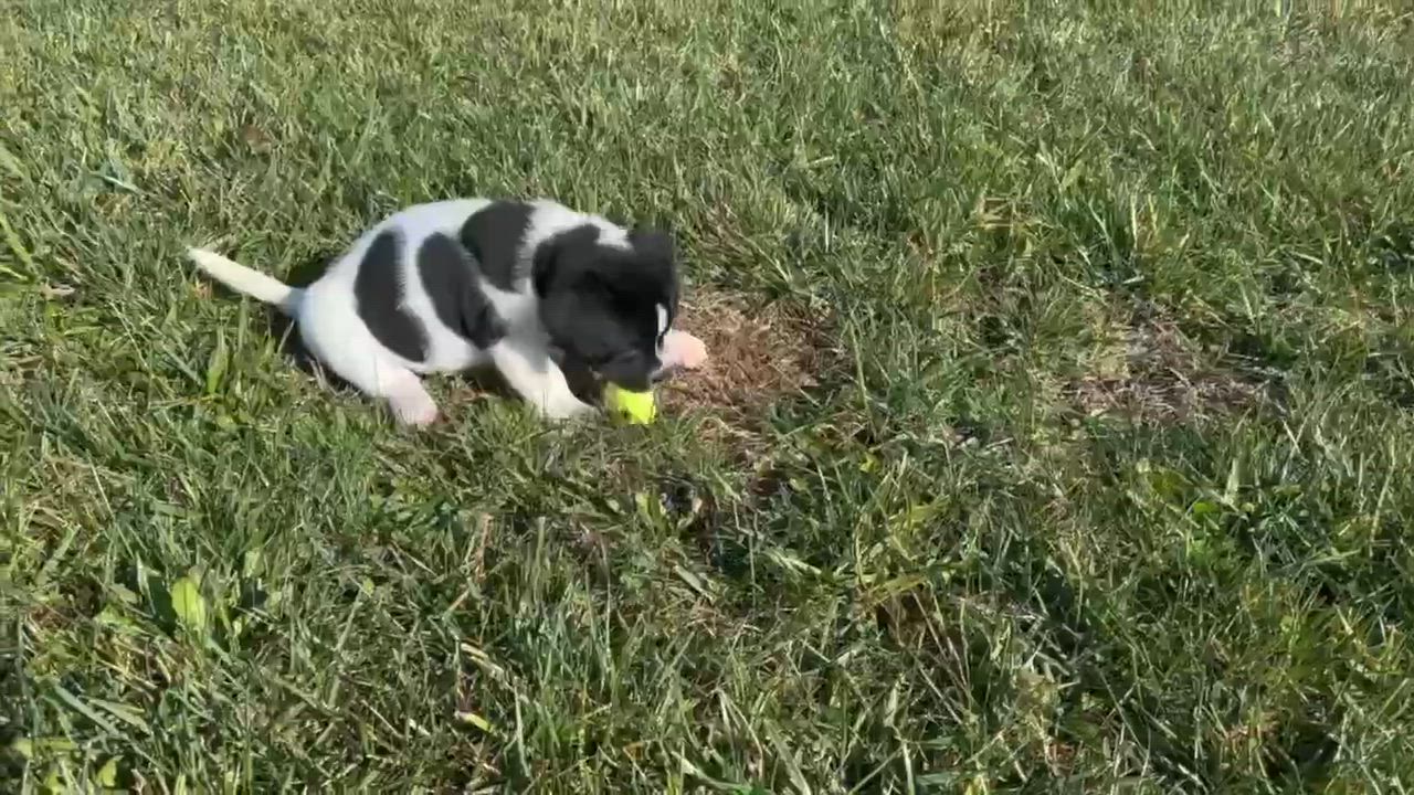 Enlarge Ivy, a Adoptable mixed breed in Seymour, IN video 5/6