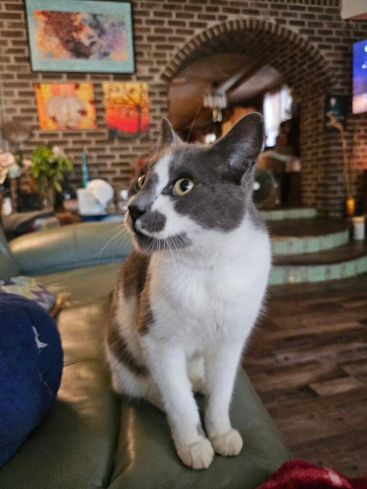 Meeko (Congo - IT) Petsmart Laurens Road, Adoptable, Adult Male Domestic Medium Hair.