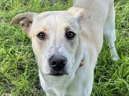 Enlarge Nala, an adopted Mixed Breed in Georgetown, TX image 1/1