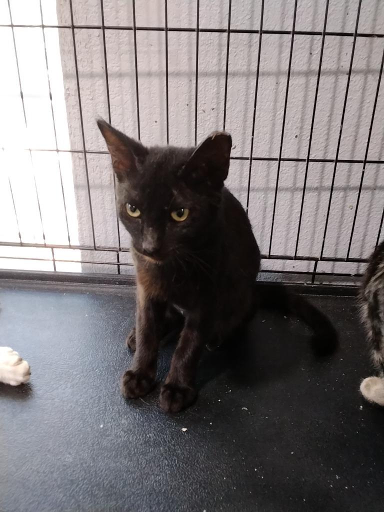 Enlarge Morticia, a Adoptable mixed breed in Richland Hills, TX image 1/1