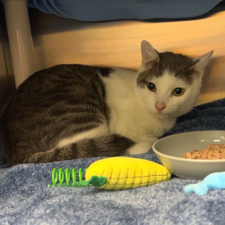 Enlarge Vu, a Adoptable Domestic Short Hair in Keizer, OR image 1/5