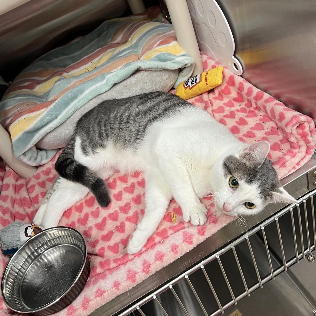 Enlarge Vu, a Adoptable Domestic Short Hair in Keizer, OR image 2/5