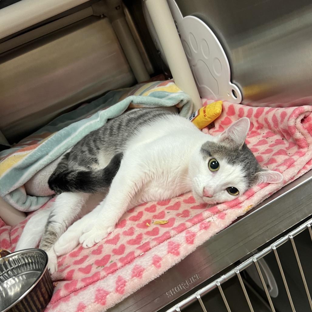 Enlarge Vu, a Adoptable Domestic Short Hair in Keizer, OR image 3/5