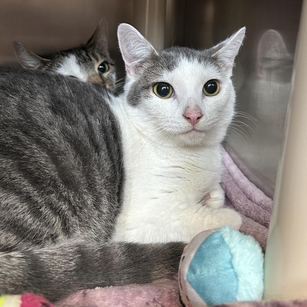 Enlarge Vu, a Adoptable Domestic Short Hair in Keizer, OR image 4/5