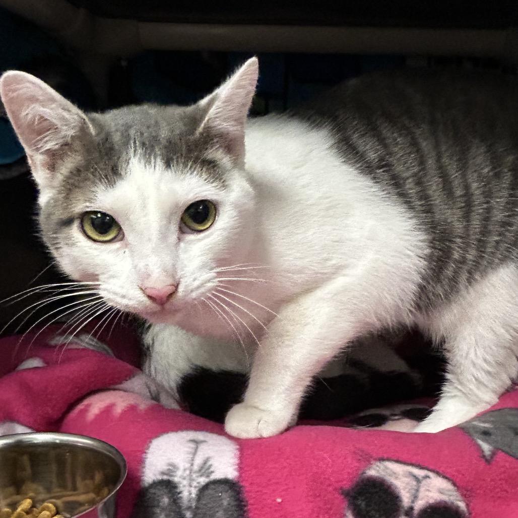 Enlarge Vu, a Adoptable Domestic Short Hair in Keizer, OR image 5/5