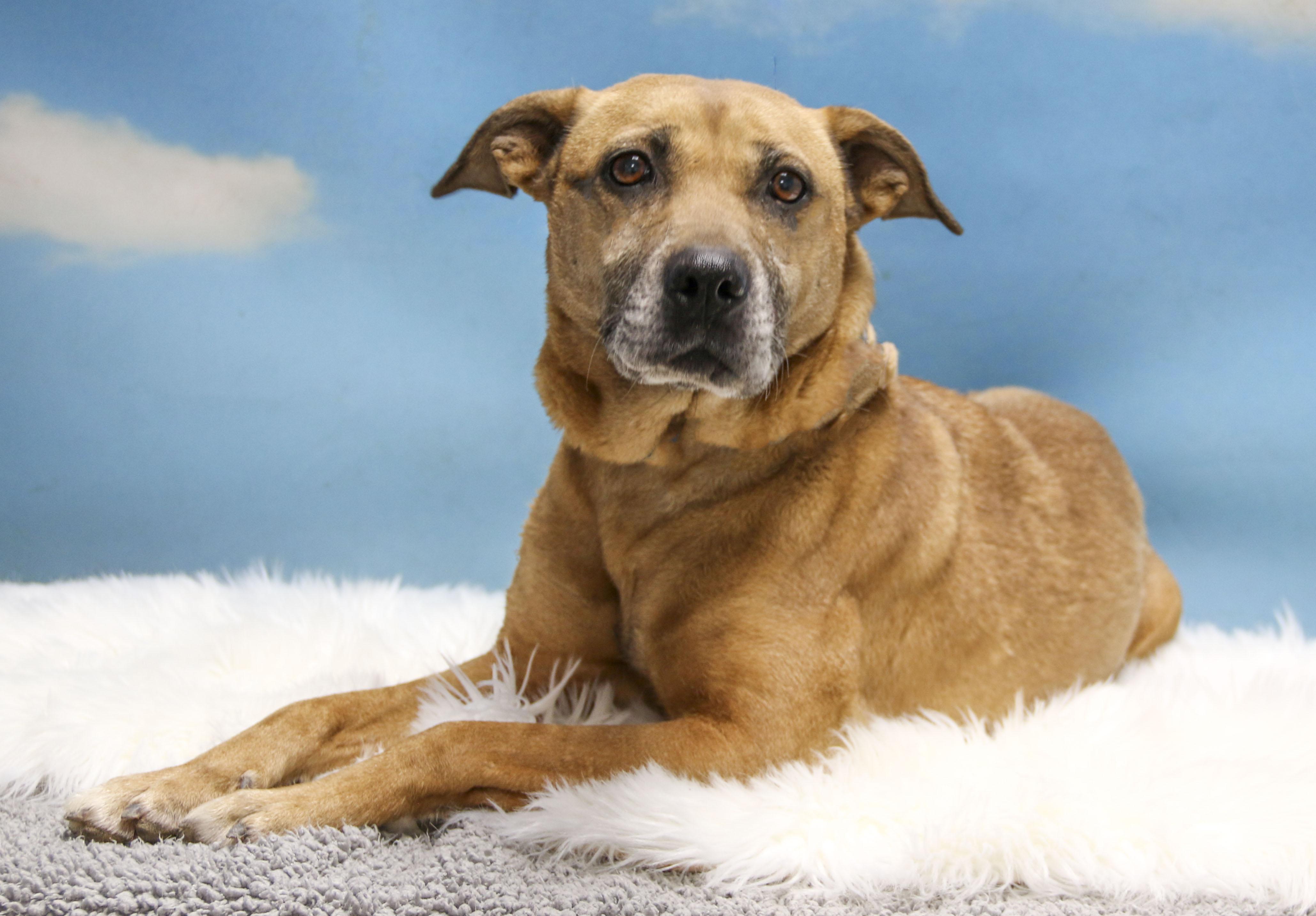 Sonja, Adoptable, Adult Female Yellow Labrador Retriever.