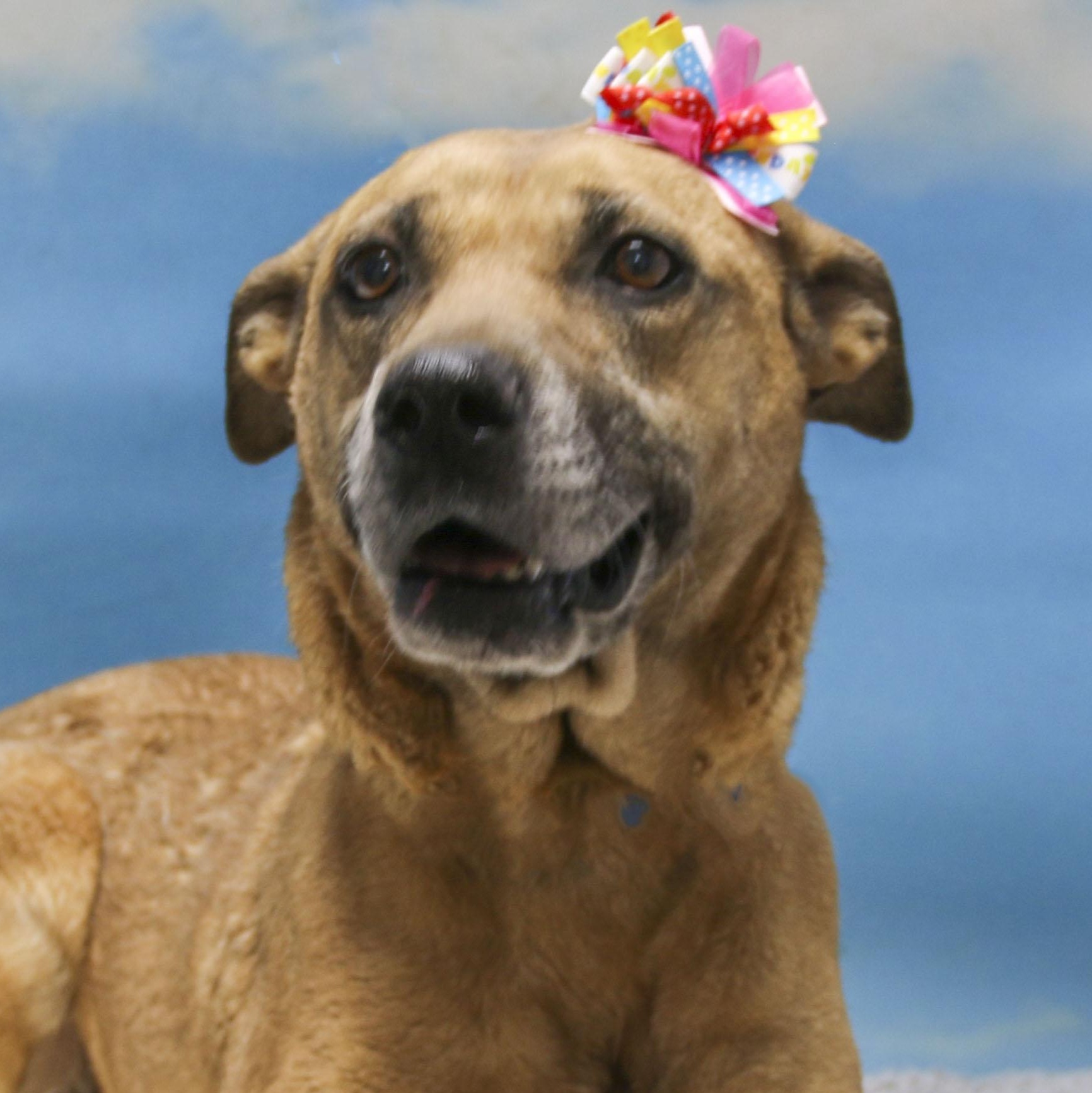 Enlarge Sonja, a Adoptable mixed breed in Casa Grande, AZ image 1/4